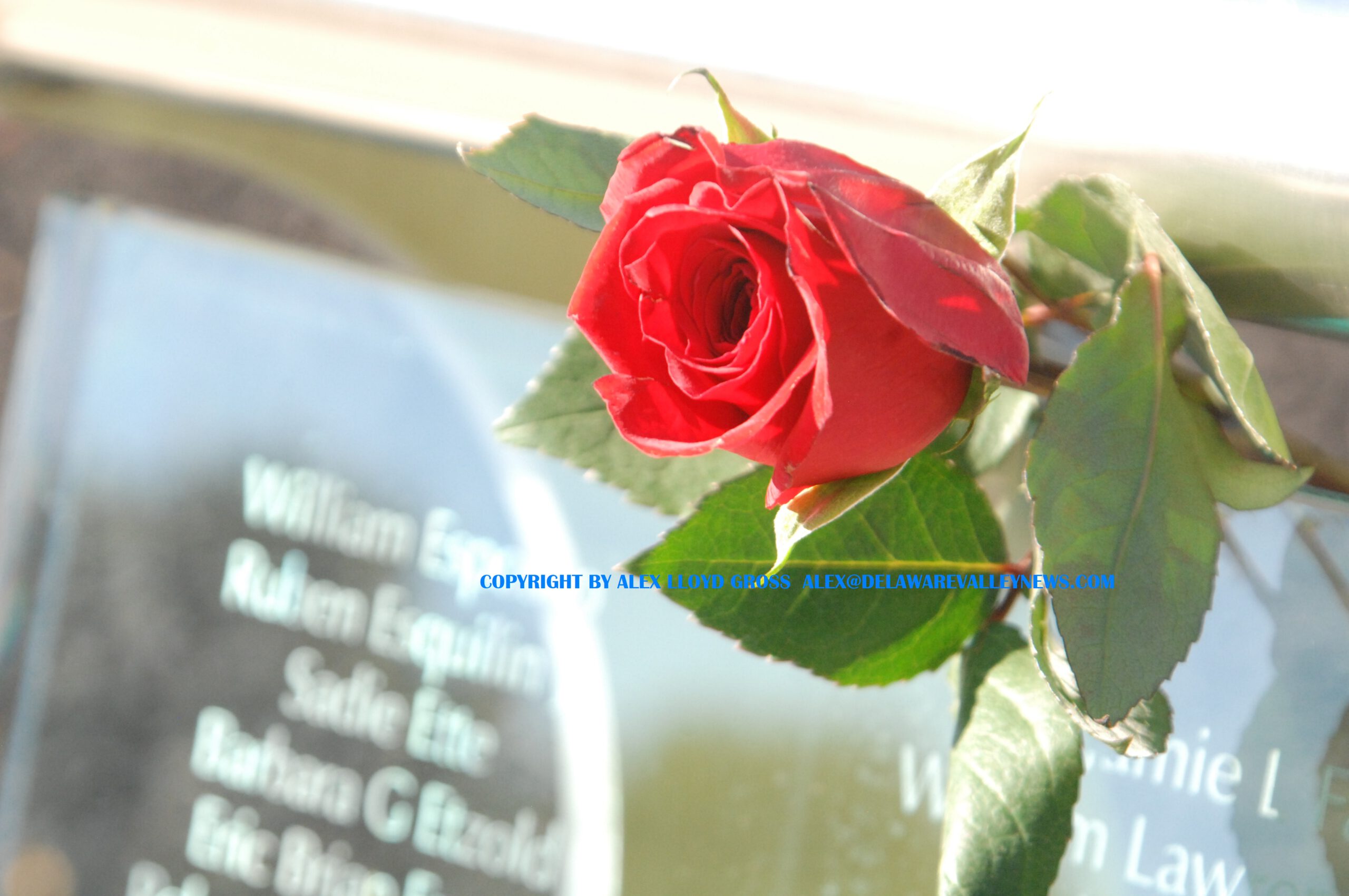 Reflection Widget Garden Of Reflection Vandalized In Bucks County – Delaware Valley News
